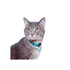 Breakaway Cat Collar