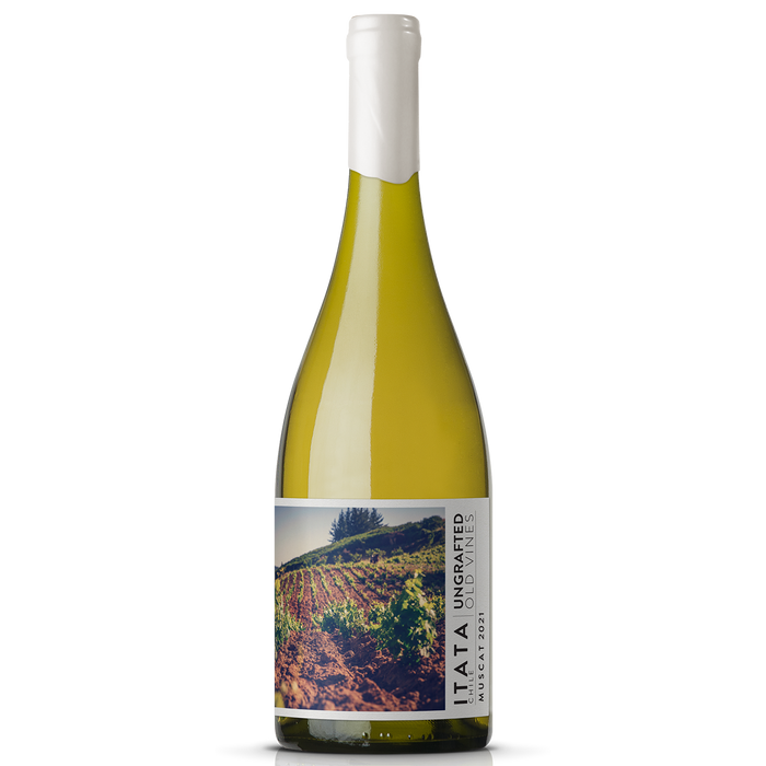Ungrafted Old Vines Dry Muscat 2025